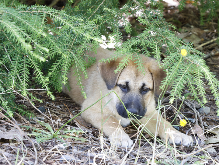 chinook dog